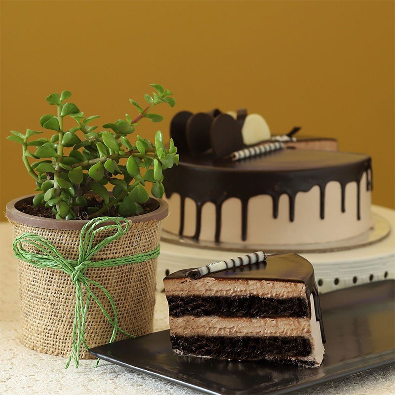 Jade Plant N Chocolate Cake