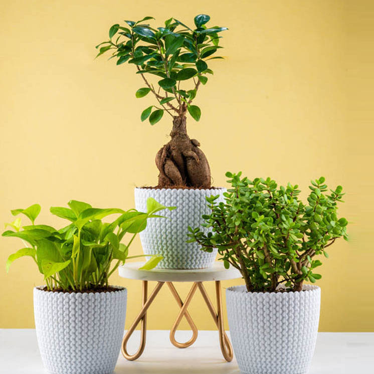 Good Luck Plants Combo (Jade, Bonsai, Scindapsus Gold)