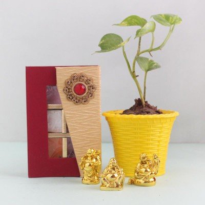 Lucky & Delightful Money Plant Gift Hamper