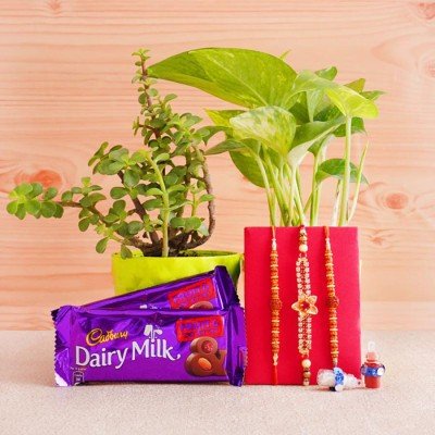 Set Of 3 Rakhi With Plants And Chocolates