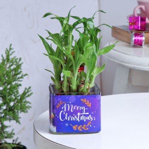 Christmas Special 2 Layer Bamboo Plant