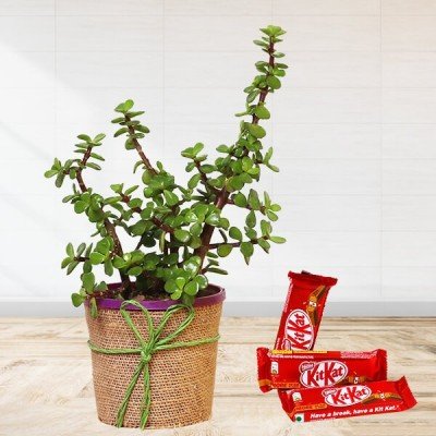 Jade Plant With Kitkat