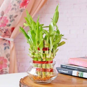 Two Layer Good Luck Bamboo Plant