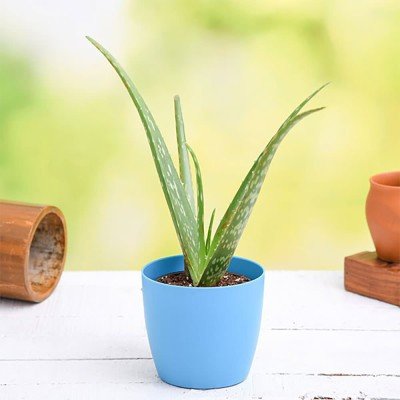 Aloe Vera Gift Plant