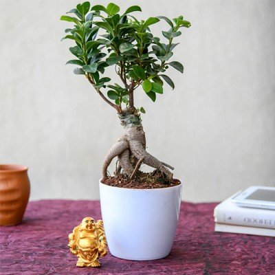 Luck With Bonsai And Laughing Buddha