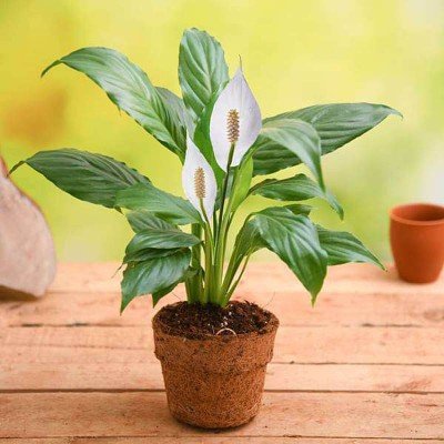 Peace lily air purifier plant