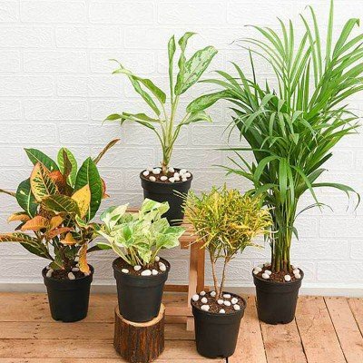 Top 5 Monsoon Special Foliage Plants for Home Decor