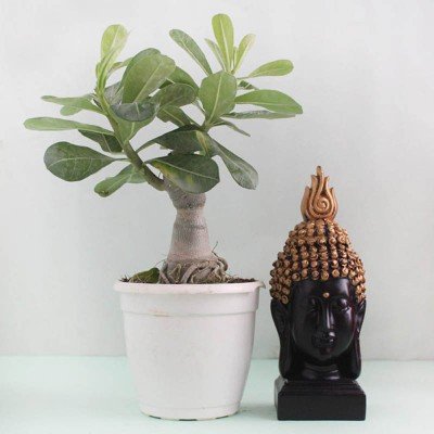 Attractive Adenium Obesum & Black Buddha Combo