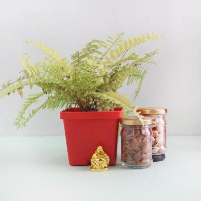 Special Golden Fern Plant Gift Hamper