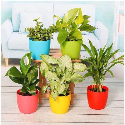 Indoor Air Purifier Plants For Home With Pots