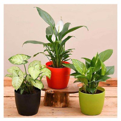 Indoor Plants For Home With Pot