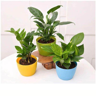 Set Of 3 Natural Plants Combo