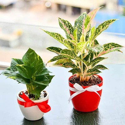 Evergreen Indoor Plant Pack