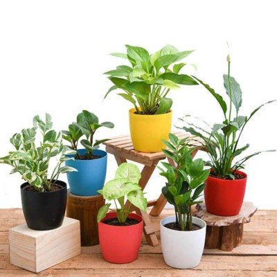 Money Marble Prince, Syngonium Cream Allusion (Pink Veins) , Peace Lily , Peperomia , Zz , Money Golden Natural Plant