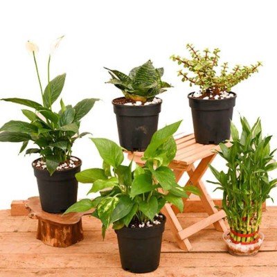 3 Layer Lucky Bamboo , Money Green, Peace Lily , Elephant Bush, Jade (Green), Snake , Zeylanica Natural Plant