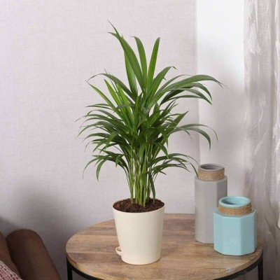 Areca Palm Air Purifier Natural Live Plant in Ivory White Self Watering Pot