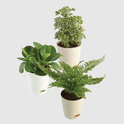 Indoor Plant Bundle: Fern Fluffy Ruffles, Peperomia Green, Aralia Variegated