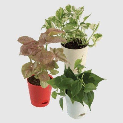 Air Purifying Plant Bundle - Syngonium Pink, Money N Joy, Philodendron Oxycardium Green