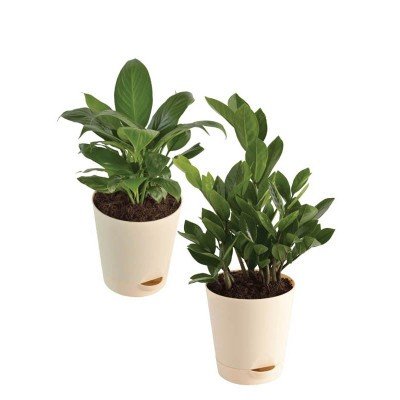 Air Purifying Plant Bundle - ZZ, Peace Lily