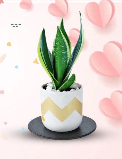 Buy Plants Online For Anniversary