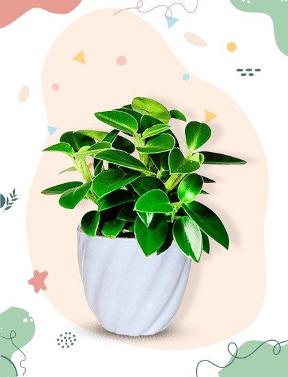 Buy Plants Online For Birthday