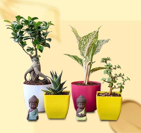 Buy Plants Online Delivery