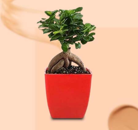 Bonsai Plant Online Delivery