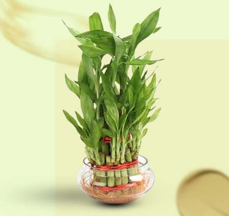 Lucky Bamboo Plant Online Delivery