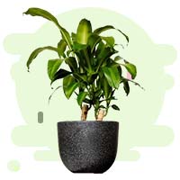 Buy Plants Online India