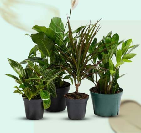 Indoor Plants Online Delivery India