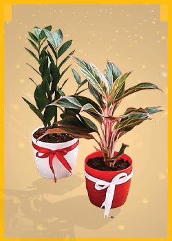 Karwa Chauth Plants