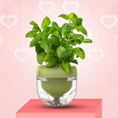 SEND PLANTS FOR VALENTINES DAY